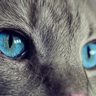 brambilla gatto