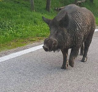 Un cinghiale per le strade del biellese