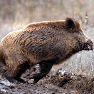 Controllo specie di cinghiale, un corso per l'abilitazione di volontari