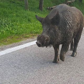 cinghiale strada