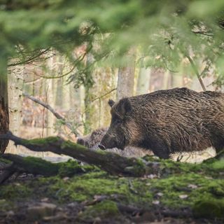 Piemonte, caccia al cinghiale anticipata al 1° settembre per contrastare la Peste Suina Africana