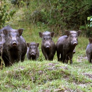 peste suina peste suina