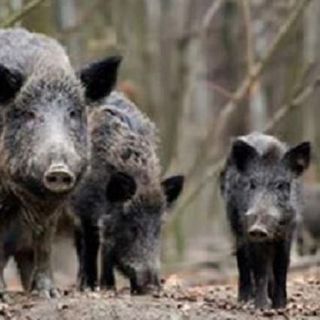 Peste suina, Allasia: "Pieno sostegno a Filippini per eradicare i virus in Piemonte"