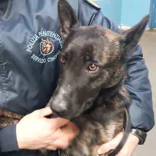 Il cane della Polizia penitenziaria, Hexen