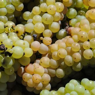 AIS e Regione Piemonte celebrano “Tempo di Erbaluce”: l’iniziativa del 1° dicembre.