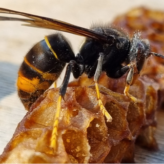 Corso di formazione per operatori addetti alla neutralizzazione di nidi di vespa velutina Corso di formazione per operatori addetti alla neutralizzazione di nidi di vespa velutina
