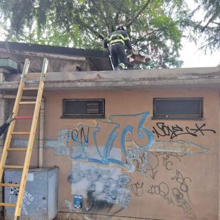 Una cornacchia cade dall'albero ai giardini a Biella, la portano in salvo personale del recupero di fauna selvatica e Vigili del Fuoco, FOTO