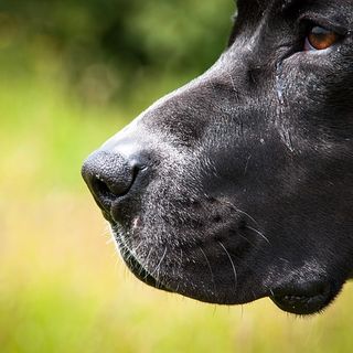 Cammina col suo cane che viene attaccato da un altro cane, per paura lo uccide con un coltello - Foto archivio