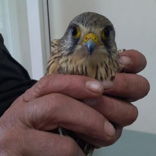 Crevacuore: gheppio messo in salvo dalla Polizia Locale