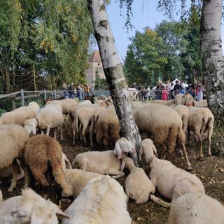 Perchè la Festa della Lana non si farà? La Proloco risponde con un comunicato