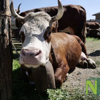 Sandigliano, torna la “Fera dla Caplina” domenica 29 marzo