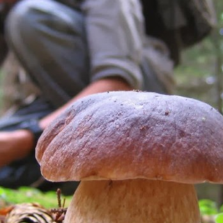 funghi cercatore