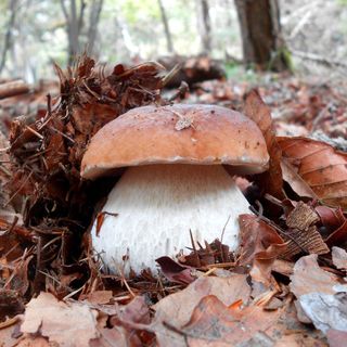 I funghi del biellese in mostra a Palazzo Ferrero