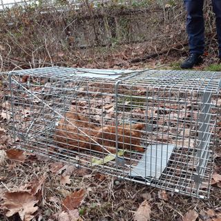 Crudele morte per un gatto intrappolato in una gabbia a scatto sul sentiero lungo il Rio Osteria