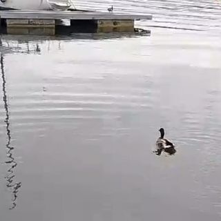 Liberato a Viverone un germano reale recuperato a Ponzone