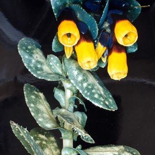 Nell’immagine, Cerinthe major L. Nome italiano: Erba vaiola maggiore, Erba tortora, Scarlattina. (Archivio Biblioteca comunale G.M. Dettori, Tempio Pausania per “Su Nuraghe” di Biella)