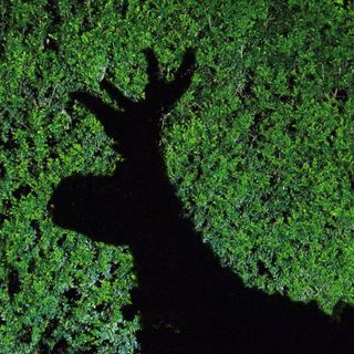 Ombre cinesi per l'ultimo appuntamento di DocBimbi