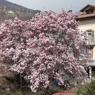 magnolia scatto