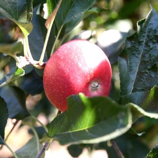 Il Meleto di Cascina Imperolo: La mela Biellese di Davide Pichetto