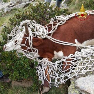 Mucca scivola per una decina di metri, recuperata dai Vigili del Fuoco