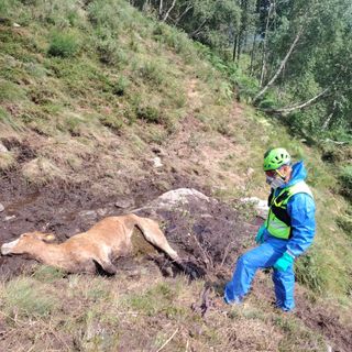 Mucca colpita dal fulmine, intervento del Soccorso Alpino in alta Val Sessera