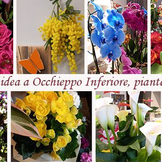 Da "L'Orchidea" a Occhieppo Inferiore, un tocco di freschezza per le donne straordinarie della tua vita