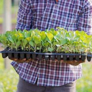 Biella - Pubblicato il bando per l’assegnazione di 22 orti urbani a Chiavazza