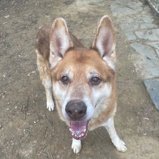 E' un coccolone si chiama Pato. E' stato abbandonato e si dispera, non lasciamolo morire in un box FOTO