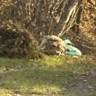 Ritrovata a Mongrando una pecora morta dentro un sacco, foto pg fb mongrando in comune