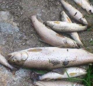 Biella: Moria di pesci nel torrente Oremo