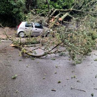 Alberi a terra a Chiavazza, intervento dei Vigili del Fuoco