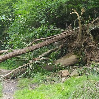 alberi tollegno lorazzo