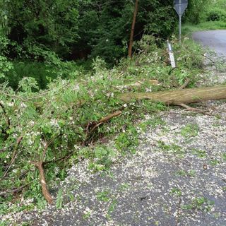 Danni da maltempo, piante pericolanti a Bioglio e Valdilana