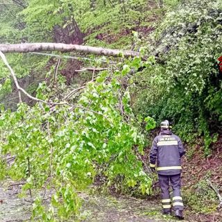 Piante piegate e appoggiate sui cavi elettrici, interventi a Biella e Valle Elvo (foto di repertorio)