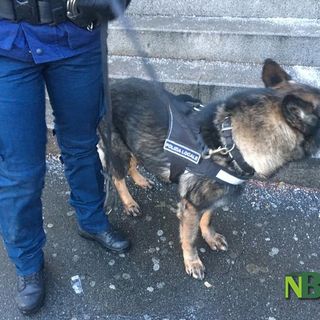 Sicurezza e contrasto allo spaccio, a Biella arriva un cane anti-droga in rinforzo alla Polizia Locale