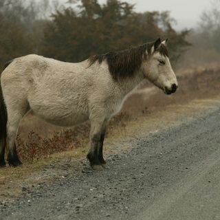 Pony
