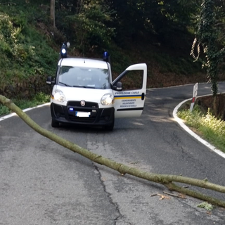 albero protezione civile