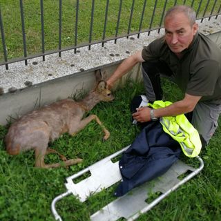 Brusnengo: Capriolo ferito recuperato da Carabinieri e Protezione Civile