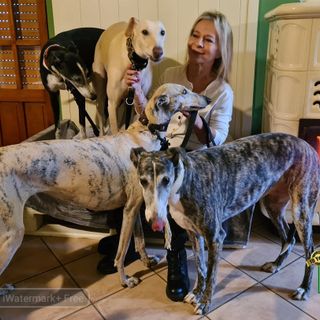 Quattro galgos spagnoli accolti da Rossana Conti che con amore risana le loro cicatrici del corpo e dell'anima - Foto Catia Ciccarelli e Rossana Conti