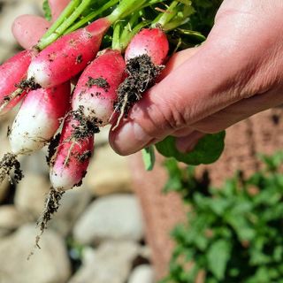 Donato: Vita d'artista, due serate all’insegna dell'agricoltura e della storia