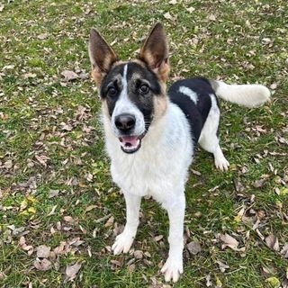 Rex ha bisogno di tutti noi, l'appello dell'Associazione Scodinzolando con Flo' ETS