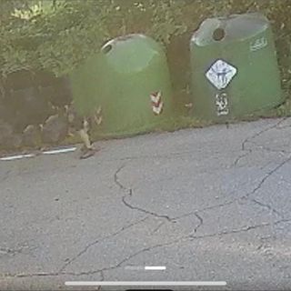 Abbandono di rifiuti, a Quaregna Cerreto è tolleranza zero: da luglio in 10 pizzicati con le telecamere