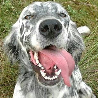 Smarrita a Candelo la setter inglese Diana