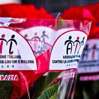Le Stelle di Natale contro la leucemia, anche a Biella si rinnova il tradizionale appuntamento