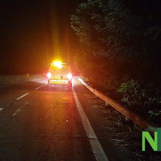 Cinghiale investito sulla super a Cossato ridotto a brandelli dalle auto in corsa, foto archivio