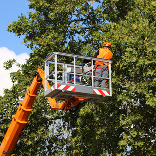 Senso unico alternato a Netro per taglio alberi dal 22 al 25 settembre
