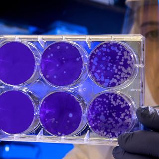 Coronavirus, ultimo aggiornamento dalla Regione Piemonte