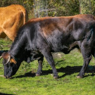 toro