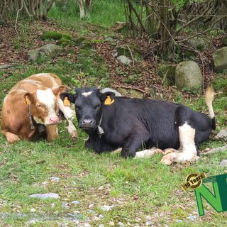 Transumando. Per vivere il mondo pastorale e accompagnare le mandrie agli alpeggi estivi - Foto e video Ciccarelli per newsbiella.it - e Foto Ruggero Coltro