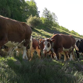 24° edizione di Transumando, una tradizione che regala sempre un grande spettacolo, foto di Ruggero Coltro